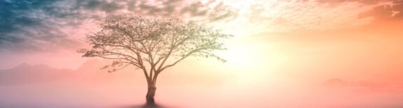 Tree in Fog