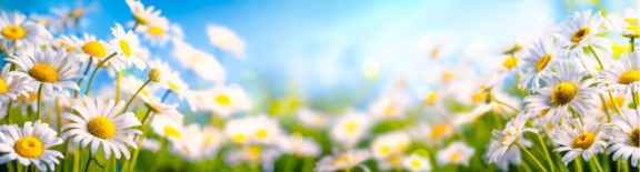Spring Flowers_Dailsy - Obit Banner
